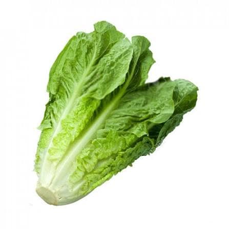 Roman Lettuce
