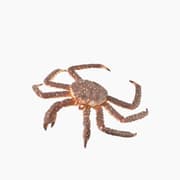 Collecta King Crab Animal Toy Figure product image