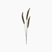 Banksia Branch product image