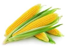 Sweet Corn product thumbnail 2