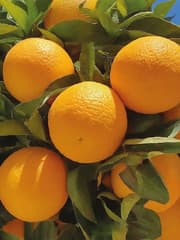 Imported Valencia Orange product image