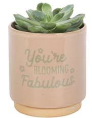 Cream Speckle Blooming Fabulous Plant Pot product image
