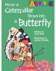 Caterpillar To Butterfly product image