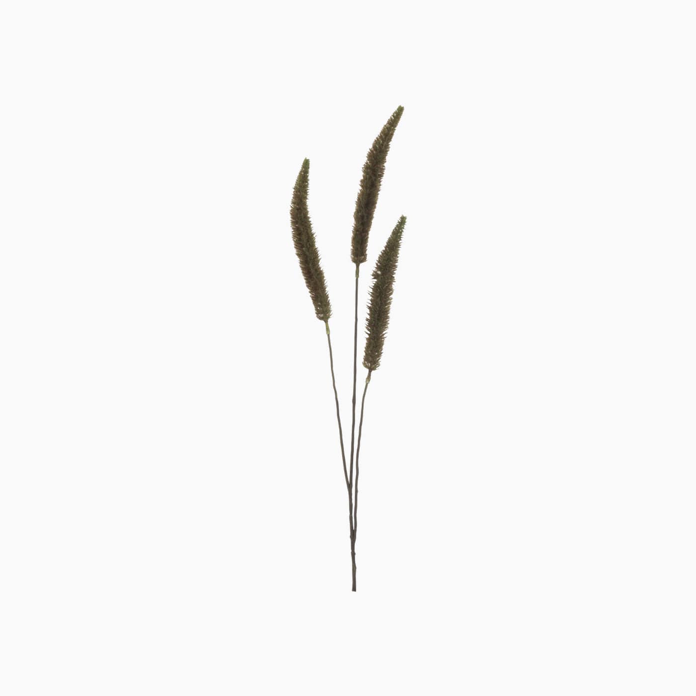 Banksia Branch